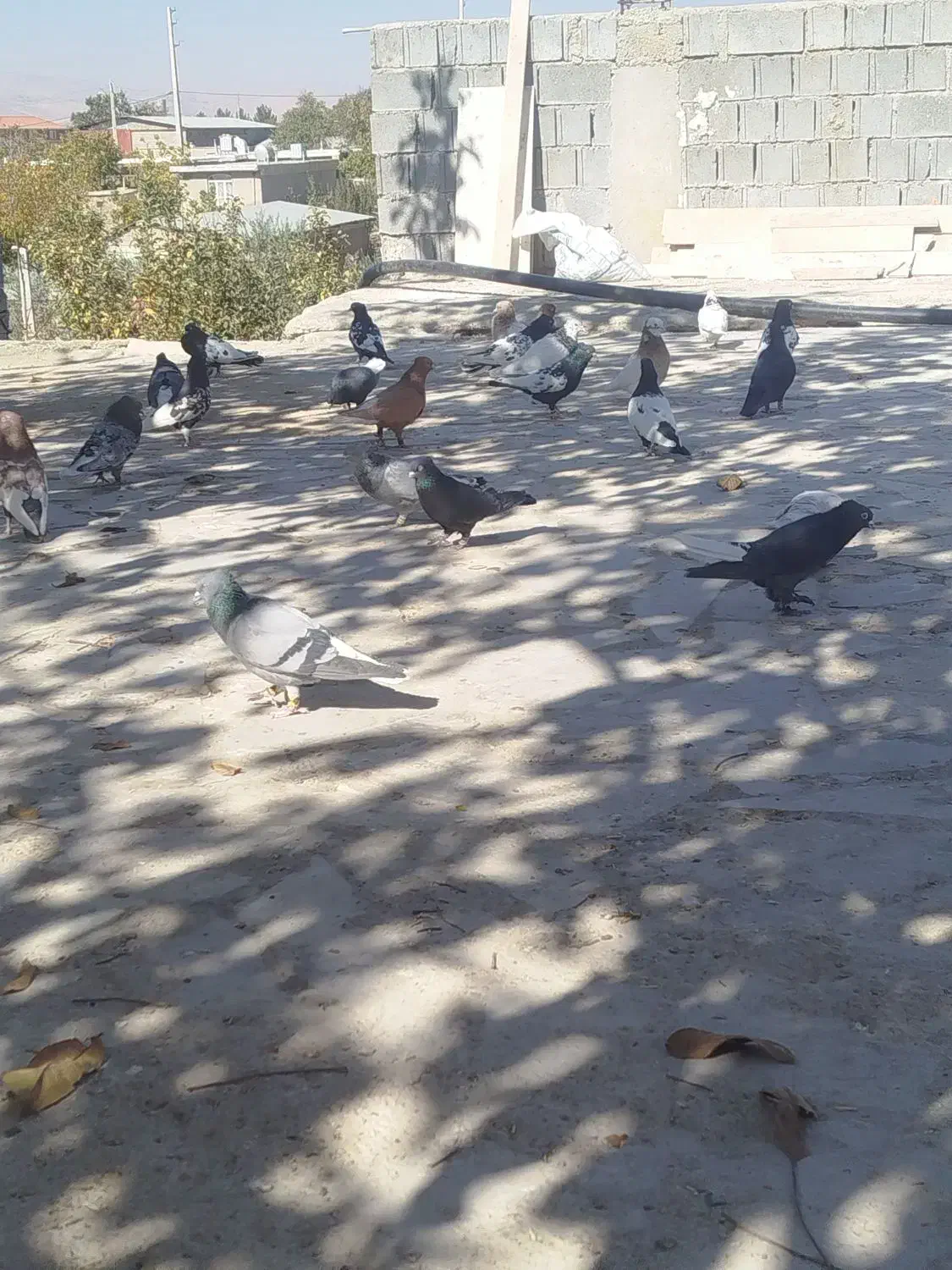 کبوتر پرنده|پرنده|همایجان, |دیوار