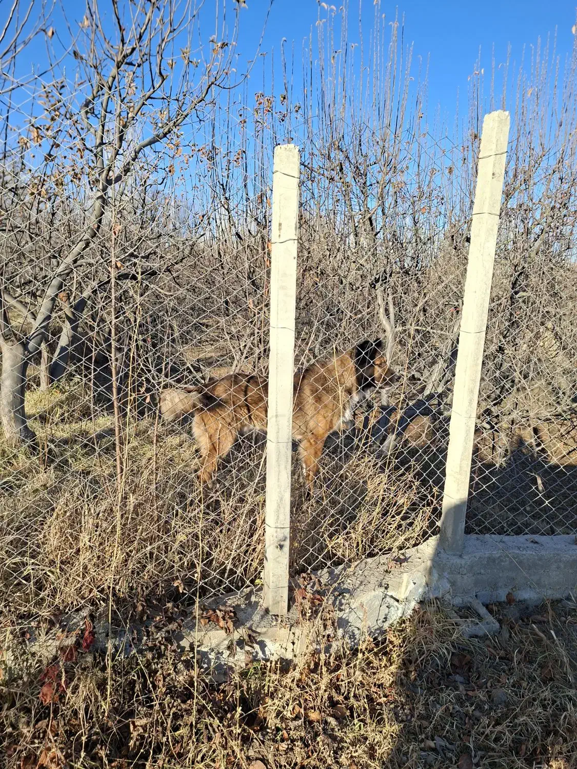 واگذاری سگ|سگ|اهر, |دیوار