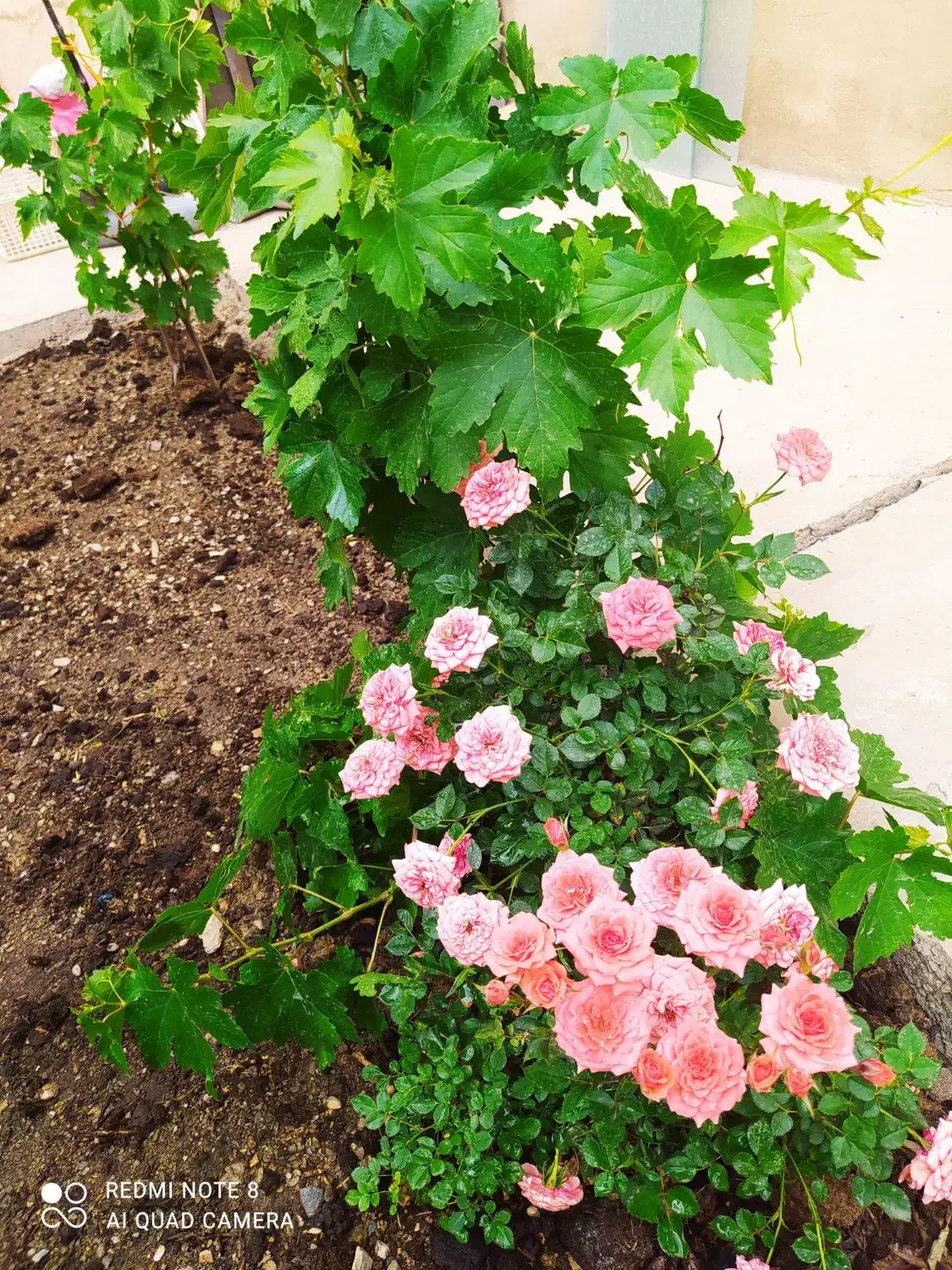 اجاره سوئیت با پارکینگ و حیاط|اجارهٔ کوتاهمدت آپارتمان و سوئیت|خوانسار, |دیوار