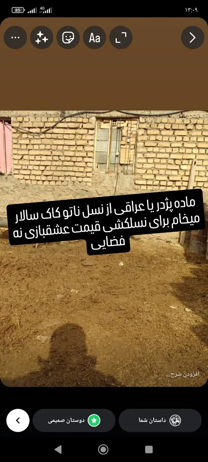 ماده از نسل ناتو کاک سالار|سگ|روانسر, |دیوار