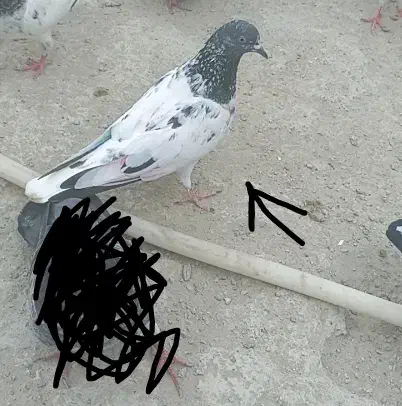 کبوتر|پرنده|چابهار, |دیوار