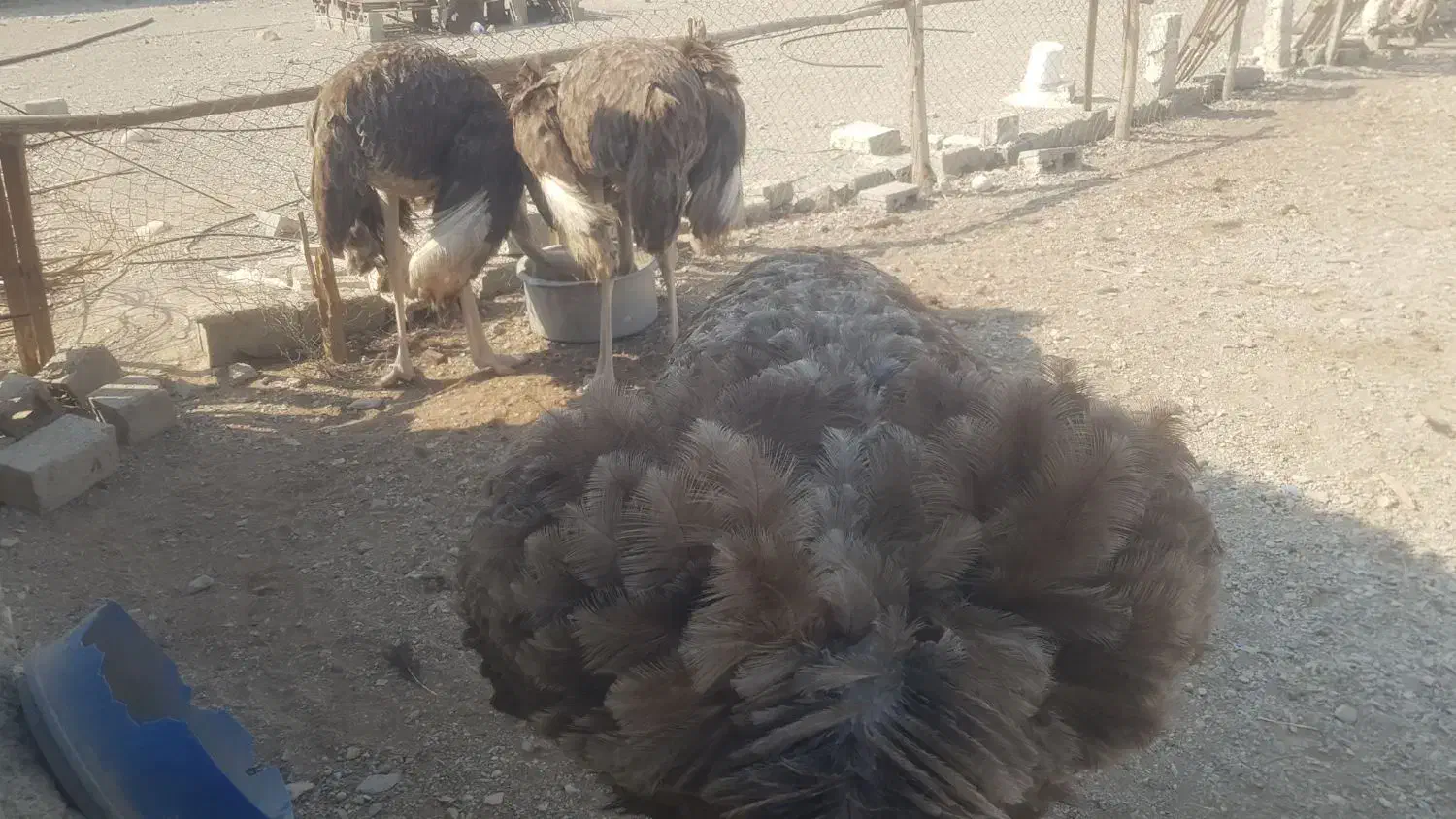 شترمرغ مولد تخم گذار ۴ساله|حیوانات مزرعه|بندرعباس, |دیوار