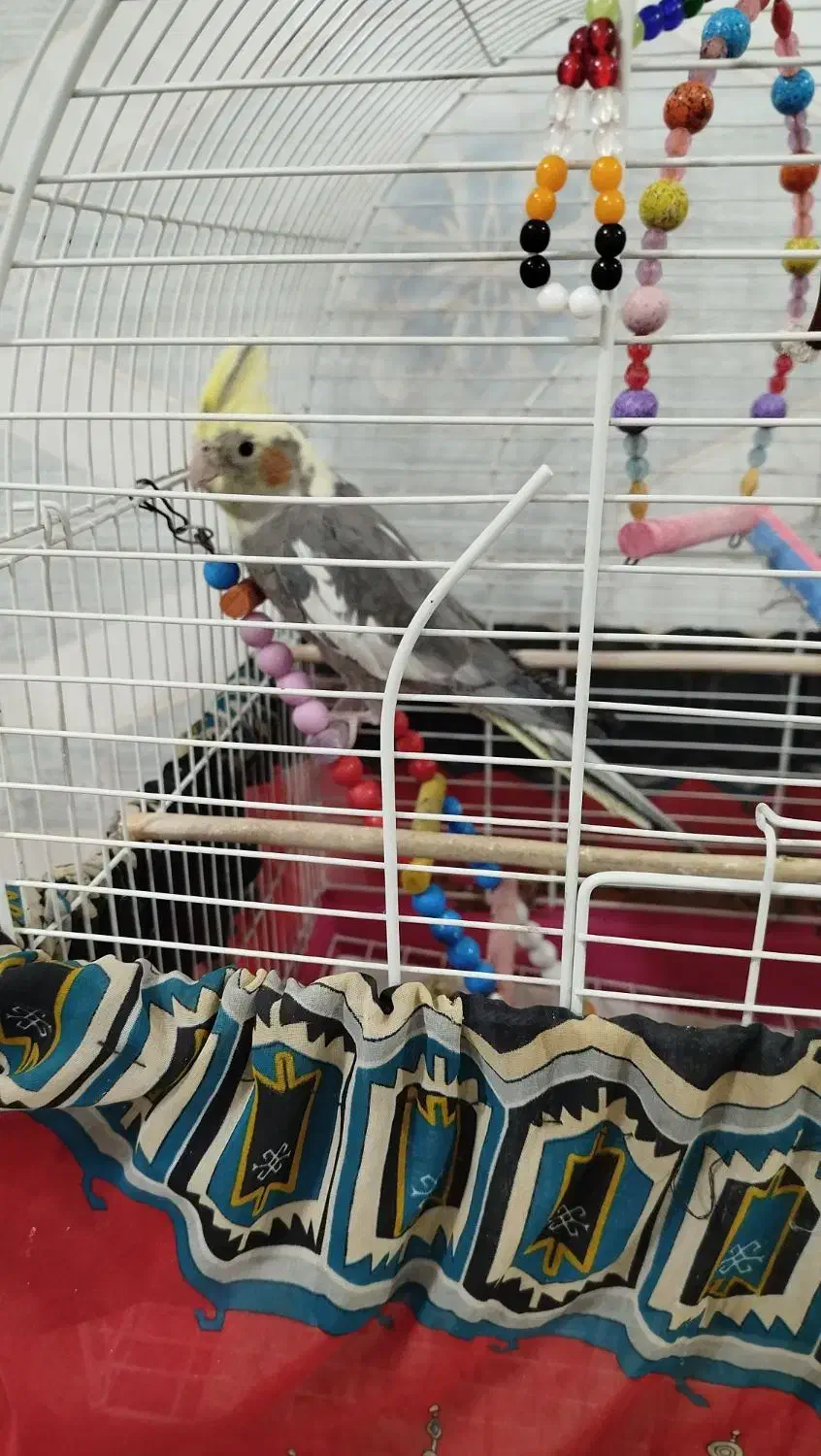 یک عدد عروس هلندی ماده سالم باقفس|پرنده|ایوانکی, |دیوار