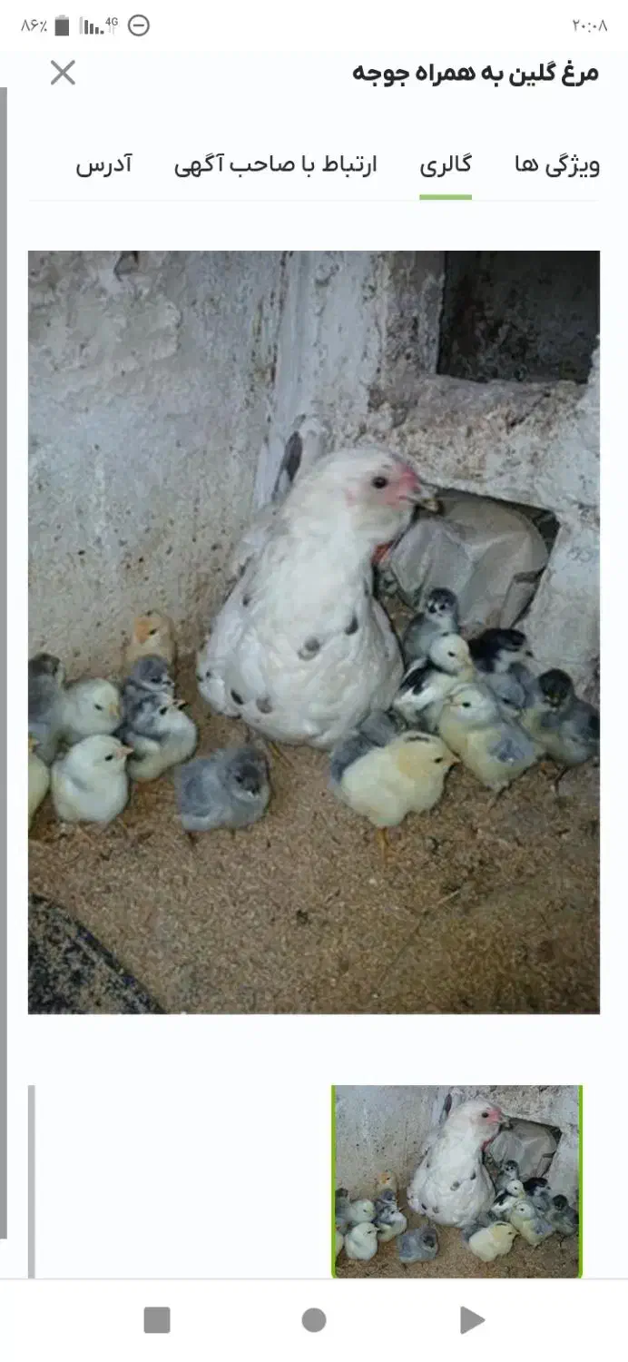 جوجه گلین توسی خوازم|حیوانات مزرعه|گچی, |دیوار