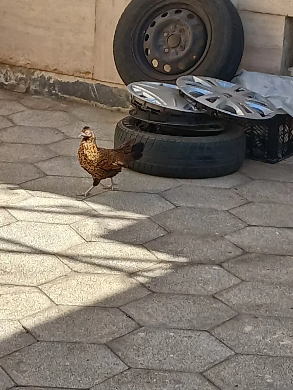 مینیاتوری|حیوانات مزرعه|قم, نخودی|دیوار