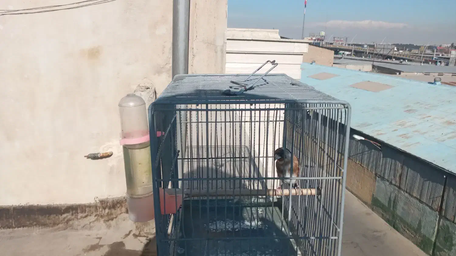 سهره|پرنده|کهریزک, |دیوار