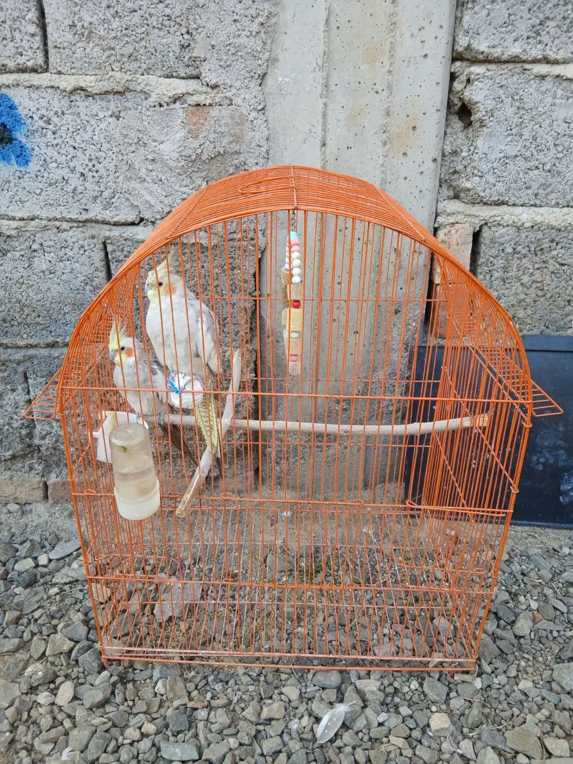 عروس هلندی|پرنده|پارس‌آباد, |دیوار