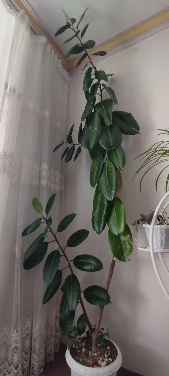 گل گوش فیل|گل و گیاه طبیعی|شاهین دژ, |دیوار