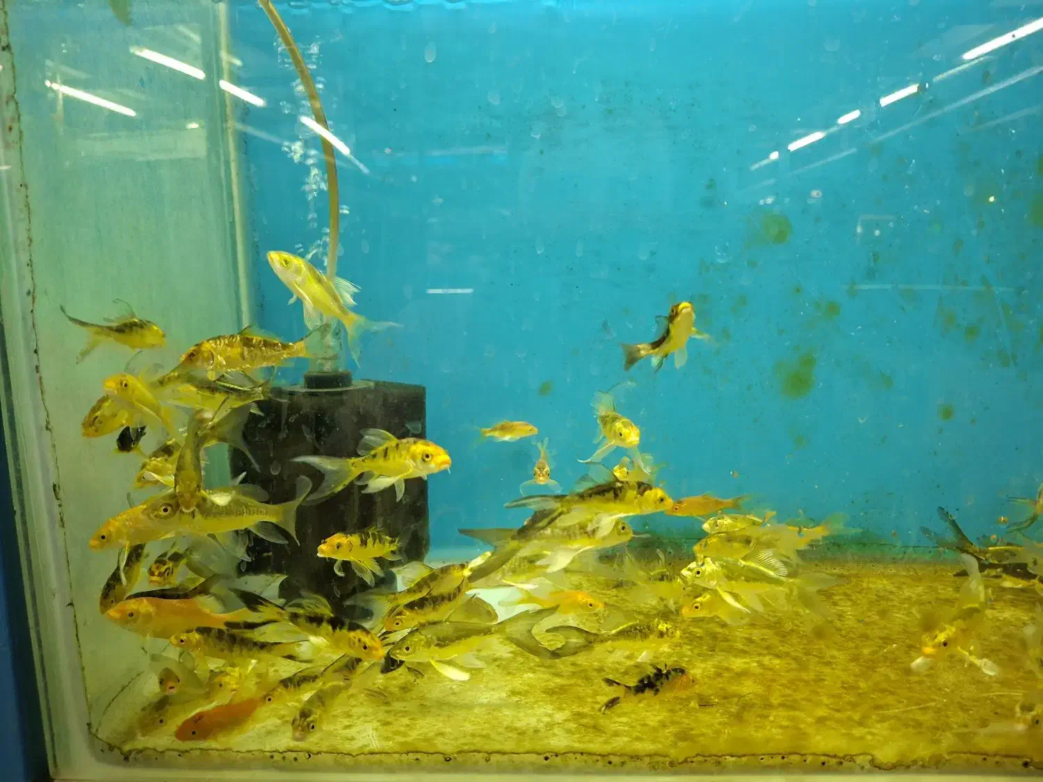 ماهی کوی ژاپنی باله بلند دو و پنج بندی|ماهی|زبرخان, |دیوار