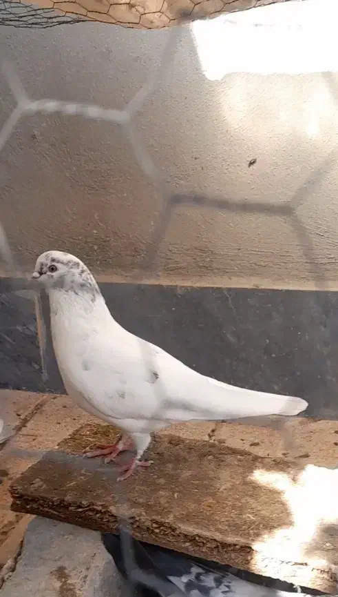 نر سفید اوچوم|پرنده|پارسآباد, |دیوار