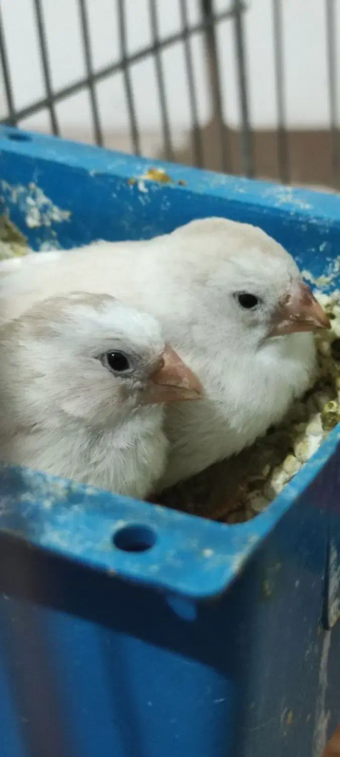 ۶ عدد فنچ  و چهار تخم همراه با دو قفس و وسایل|پرنده|کرمانشاه, |دیوار