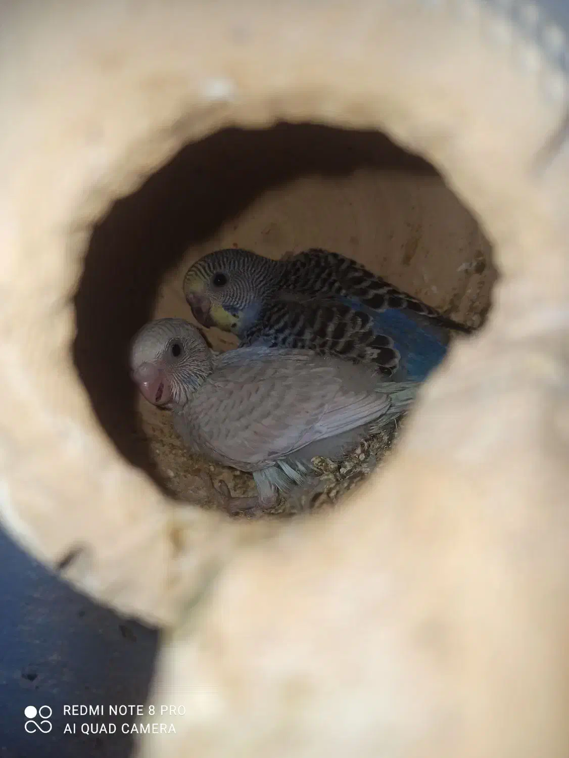 مرغ عشق باجوجه .وطوطی کوتوله|پرنده|میناب, |دیوار