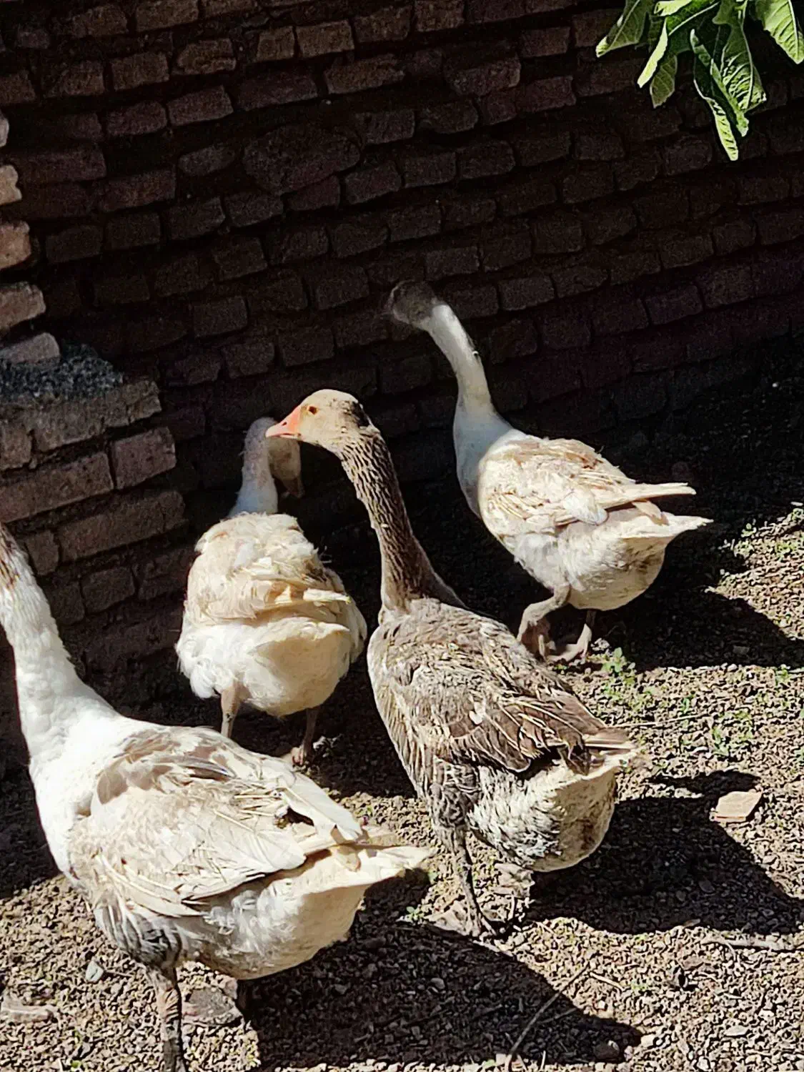 غاز|حیوانات مزرعه|آق قلا, |دیوار