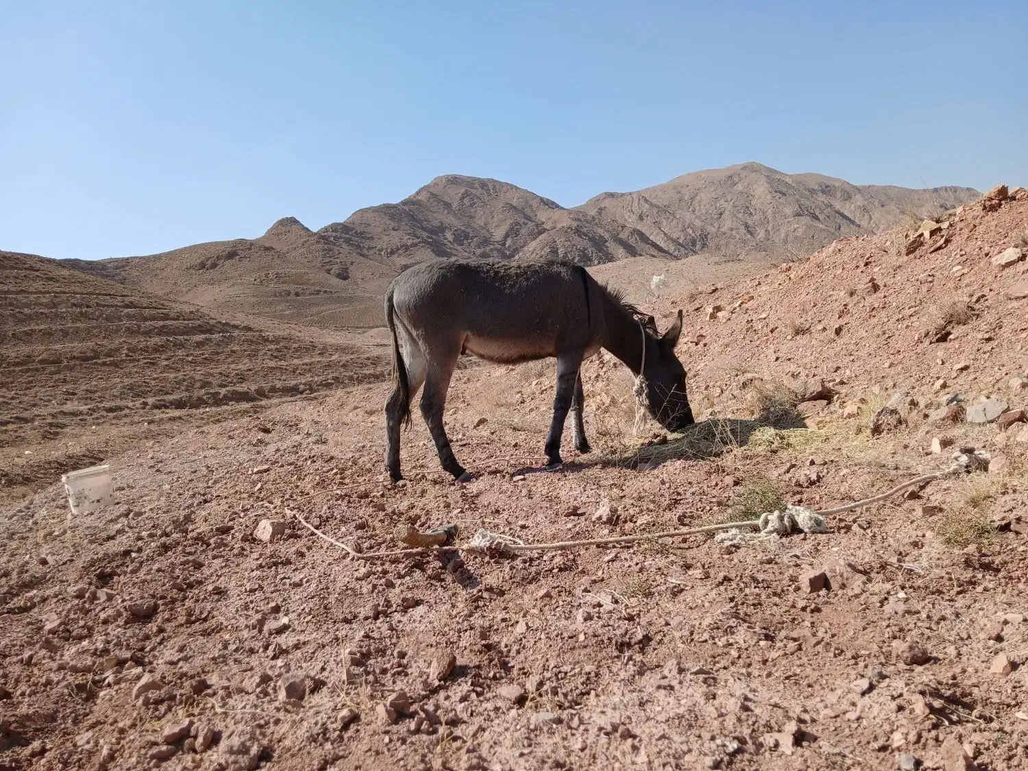 خر فروشی|حیوانات مزرعه|نیمبلوک, |دیوار