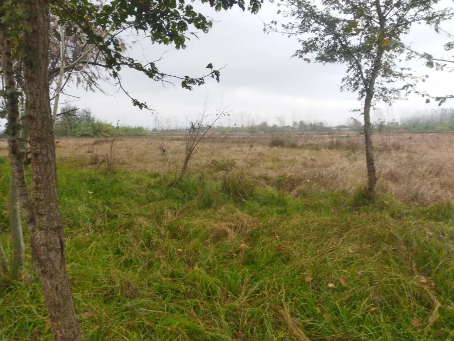 21000هزار متر خانه محوطه بر آسفالته بی نظیر|فروش خانه و ویلا|احمدسرگوراب, |دیوار