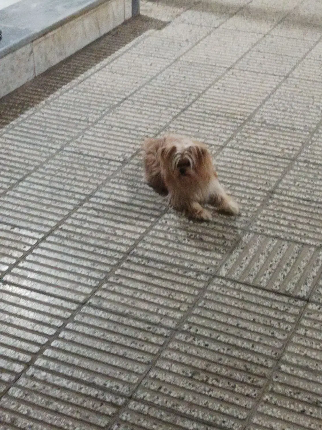 حنا ( پاکوتاه)|سگ|گرگان, |دیوار