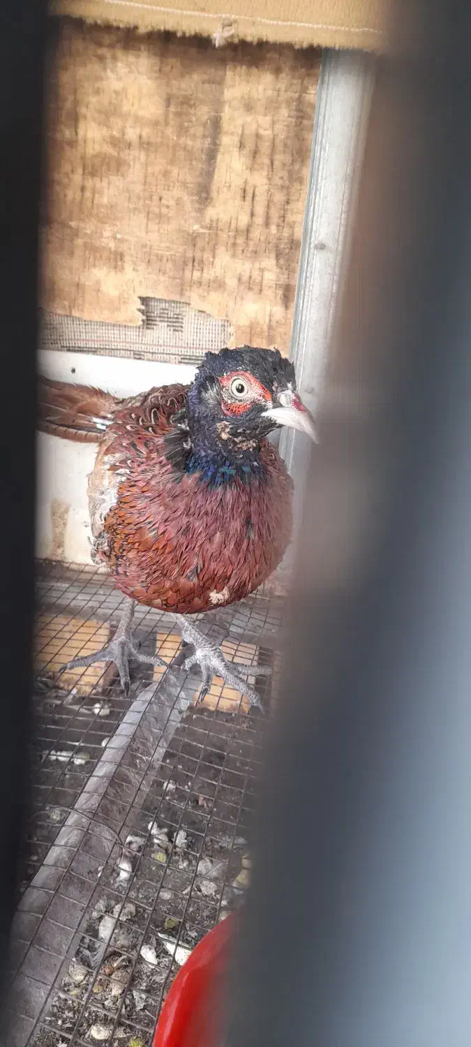 خروس|حیوانات مزرعه|مینودشت, |دیوار