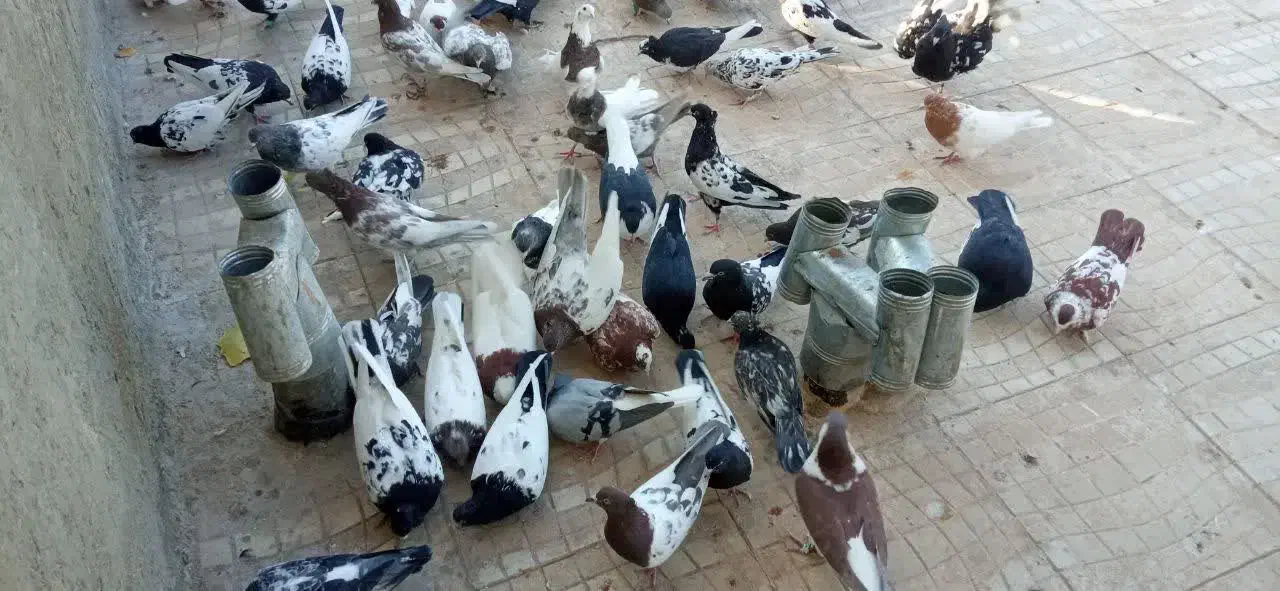 پرنده|پرنده|کوهسرخ, |دیوار