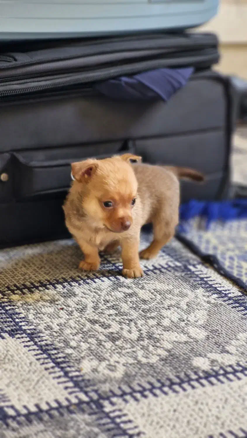 توله شیواوا  وارداتی|سگ|صدرا-فارس, فاز ۱|دیوار