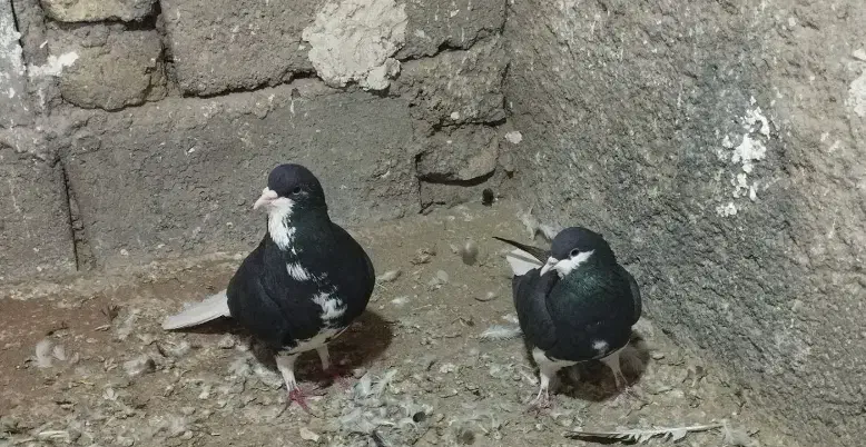 کفتر خوشرنگ|پرنده|اقبالیه, |دیوار