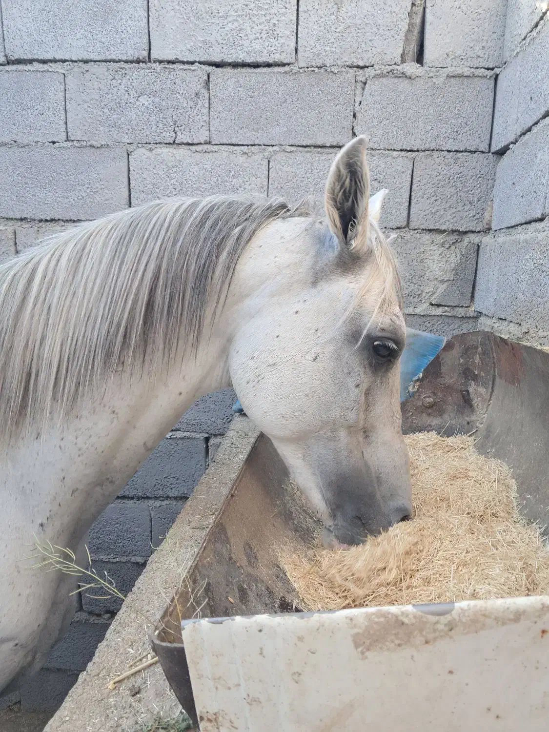 اسب نریان عرب|اسب و تجهیزات اسب‌سواری|قروه, |دیوار