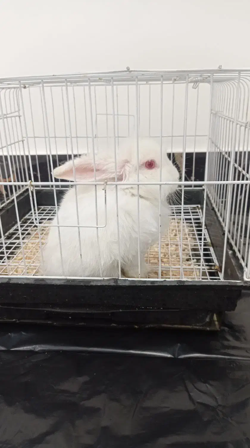 خرگوش لوپ .|موش و خرگوش|مینودشت, |دیوار