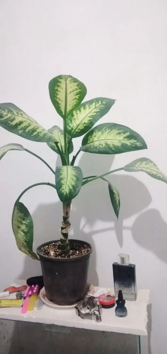 گل دیفن|گل و گیاه طبیعی|گلبهار, شهر جدید گلبهار|دیوار