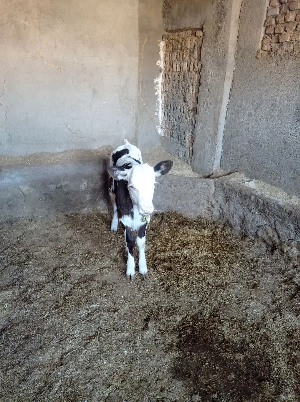 فروش گوساله سیمینتال ماده|حیوانات مزرعه|پلدختر, |دیوار