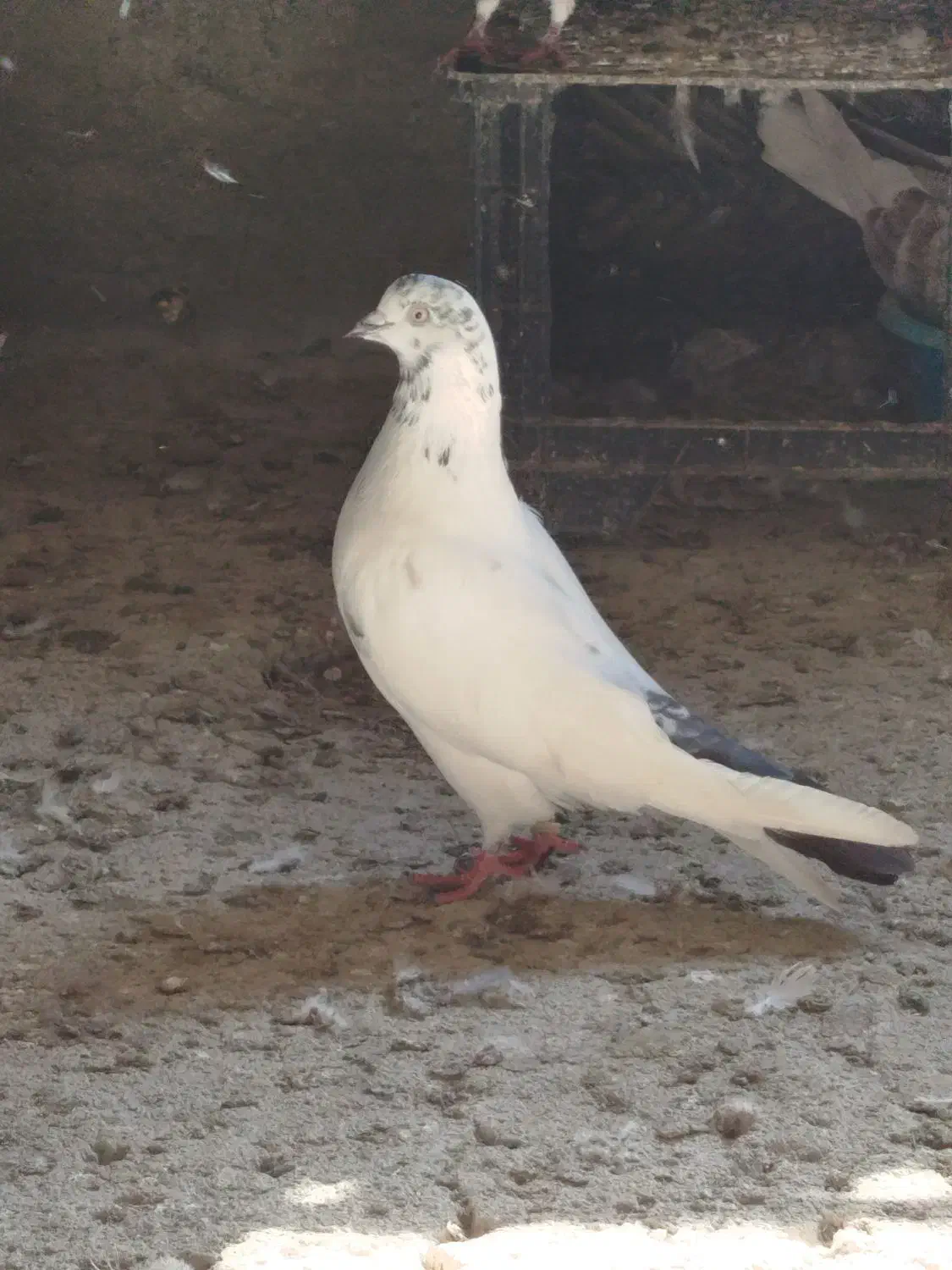 کبوترگرو|پرنده|سنگر, |دیوار