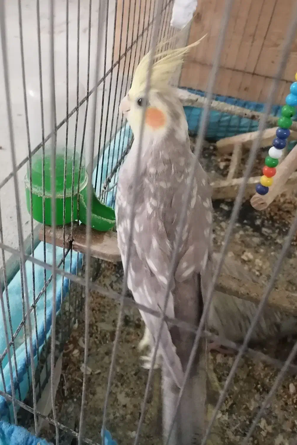 عروس هلندی|پرنده|قائمشهر, |دیوار