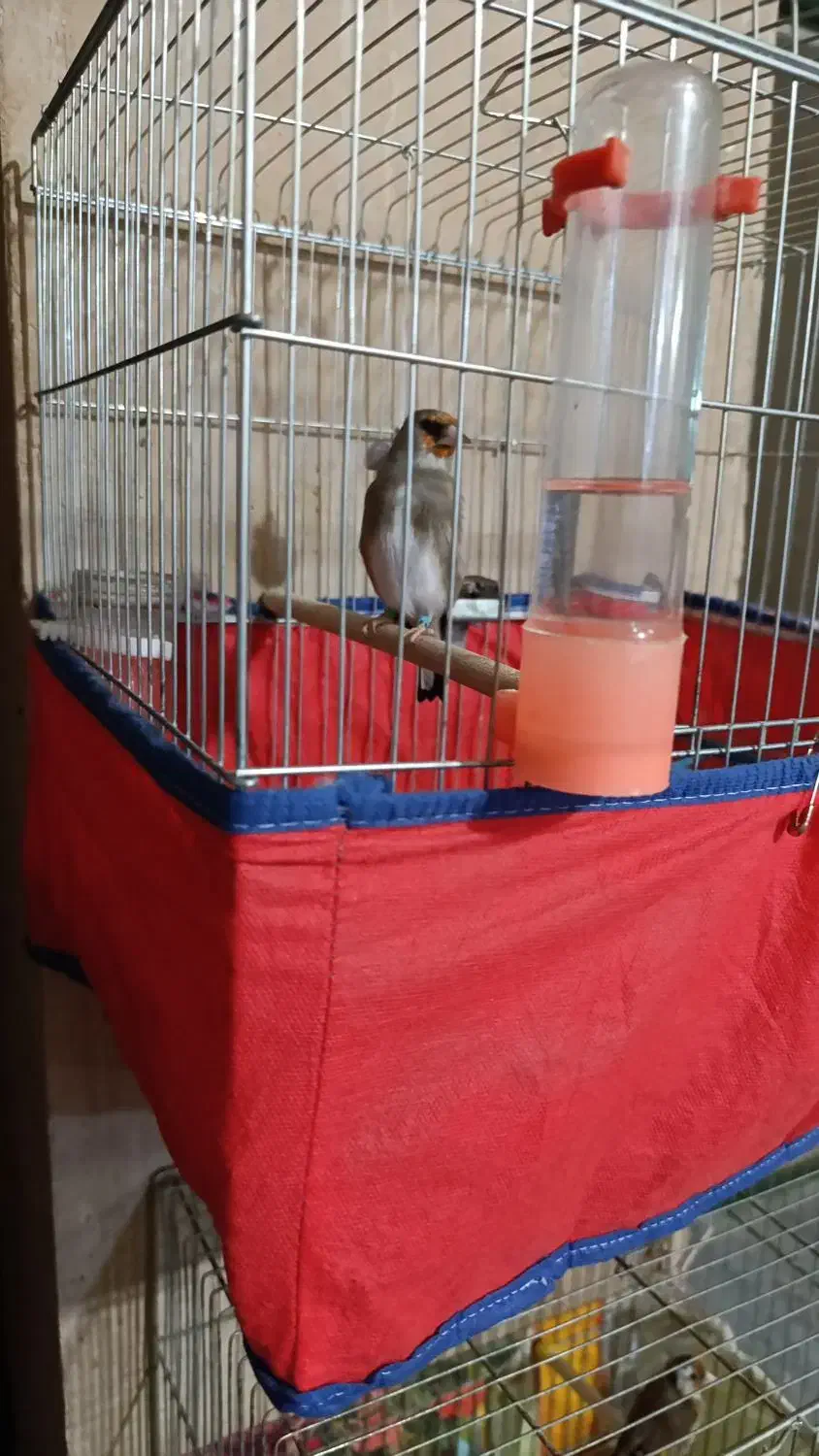 کرمونی|پرنده|مرودشت, ژیان|دیوار