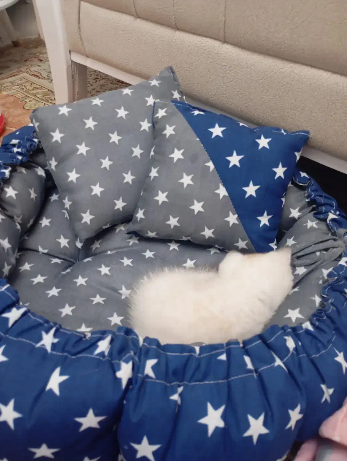 واگذاری بچه گربه سه ماهه اسکاتیش چشم آبی|گربه|تهران, جیحون|دیوار