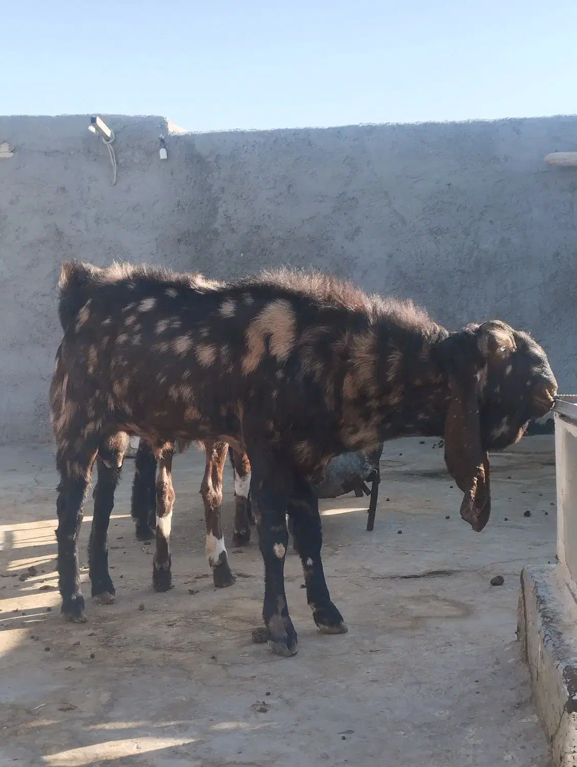 بز نر اصیل پاکستانی|حیوانات مزرعه|زاهدان, |دیوار