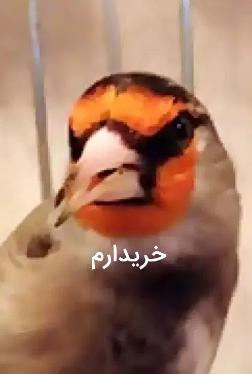 سهره دورگ بیابونی جوجه قفس|پرنده|تهران, صادقیه|دیوار