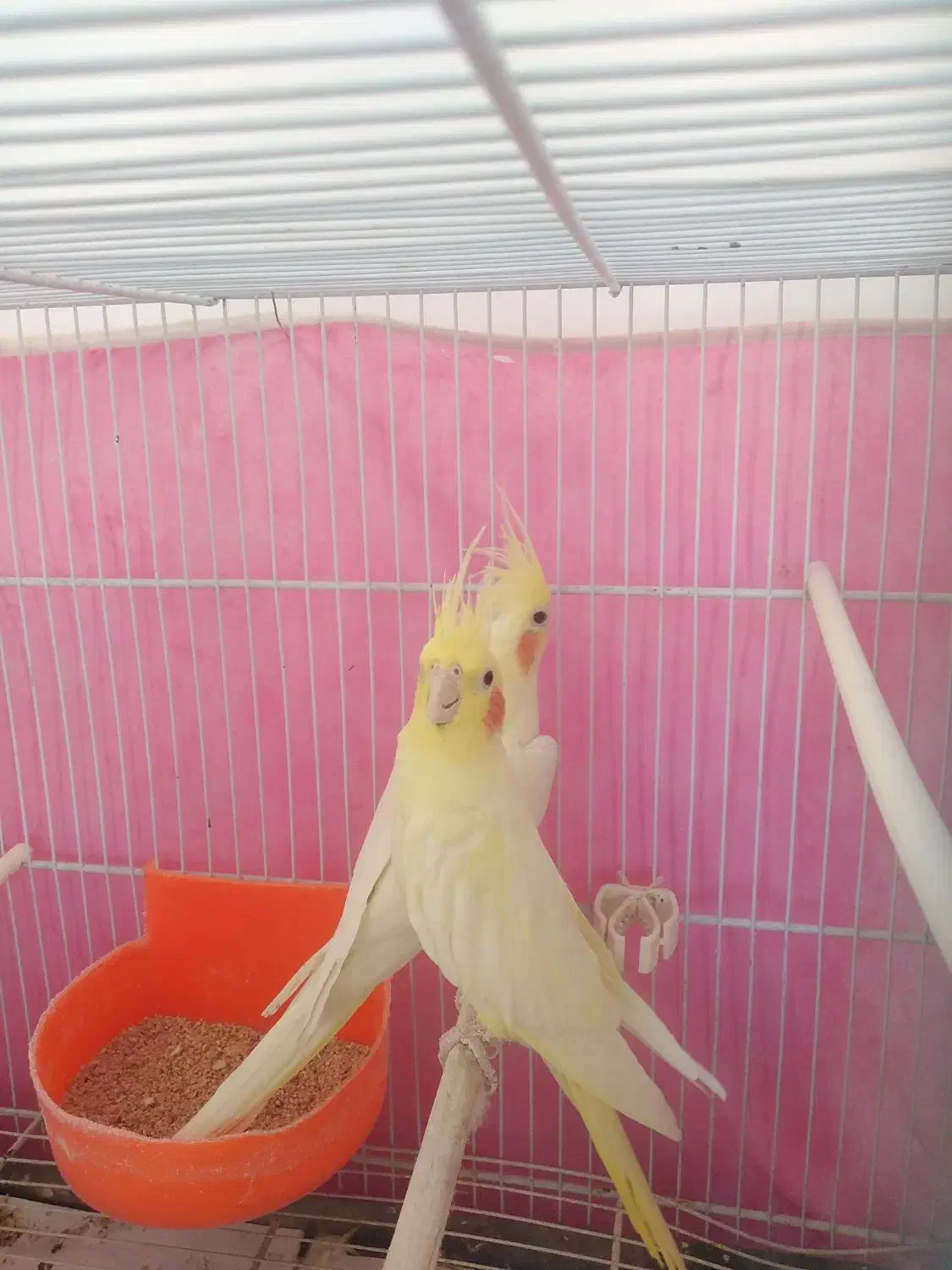 عروس معاوضه با قناری|پرنده|مشهد, شهرک ابوذر|دیوار