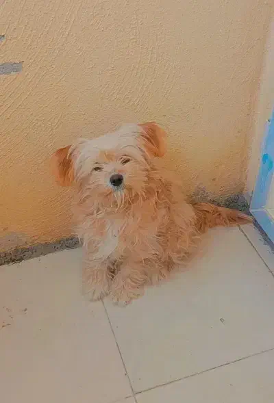 سگ شیتزو|سگ|جهرم, |دیوار