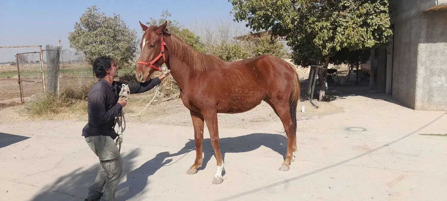 اسب تروبرد|اسب و تجهیزات اسبسواری|هشتگرد, تهران دشت|دیوار