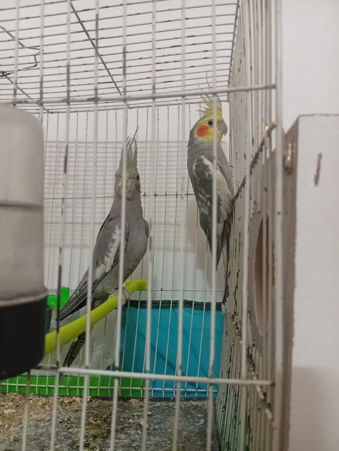 عروس هلندی جفت|پرنده|تربت جام, علوی|دیوار