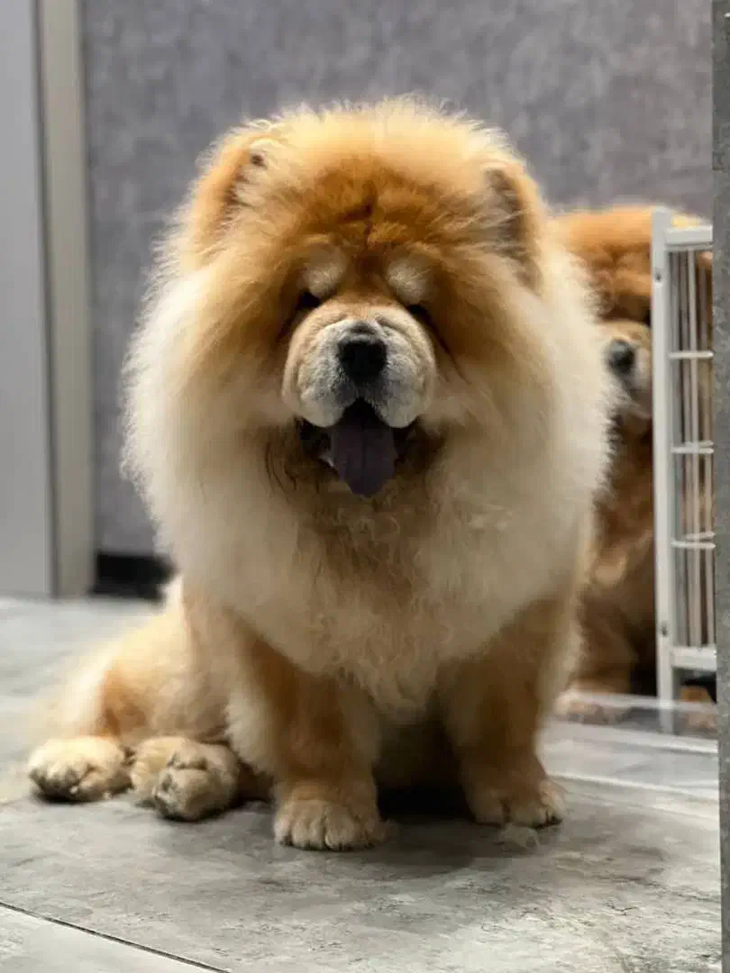 چاوچاو پوزه کوتاه و چروک|سگ|آمل, |دیوار