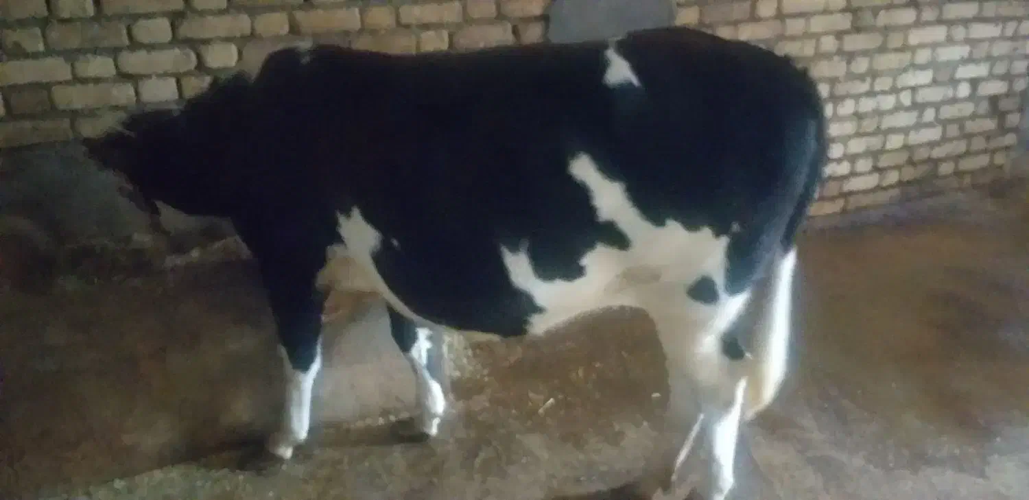 گاو تلیسه ۴ماه آبستن|حیوانات مزرعه|دینور, |دیوار