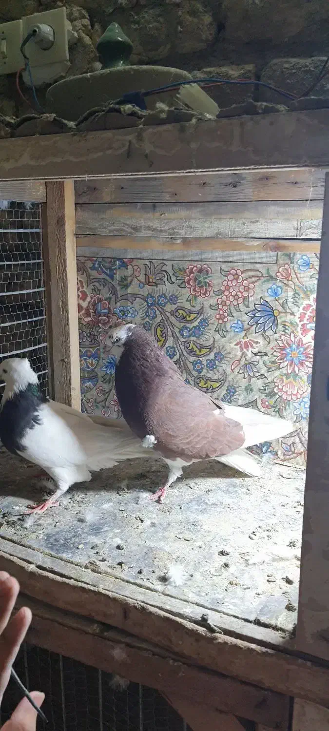 نر شازده|پرنده|قم, هفت تیر|دیوار