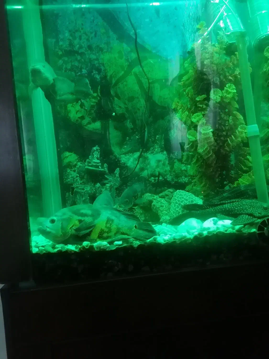 اکواریوم|ماهی|فردوسیه, |دیوار