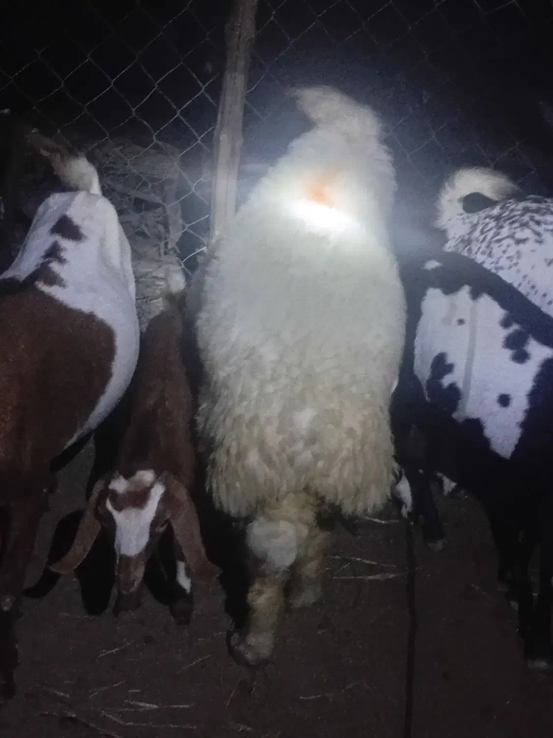 یک عدد بره نر اصل چاق و سرحال|حیوانات مزرعه|میناب, |دیوار