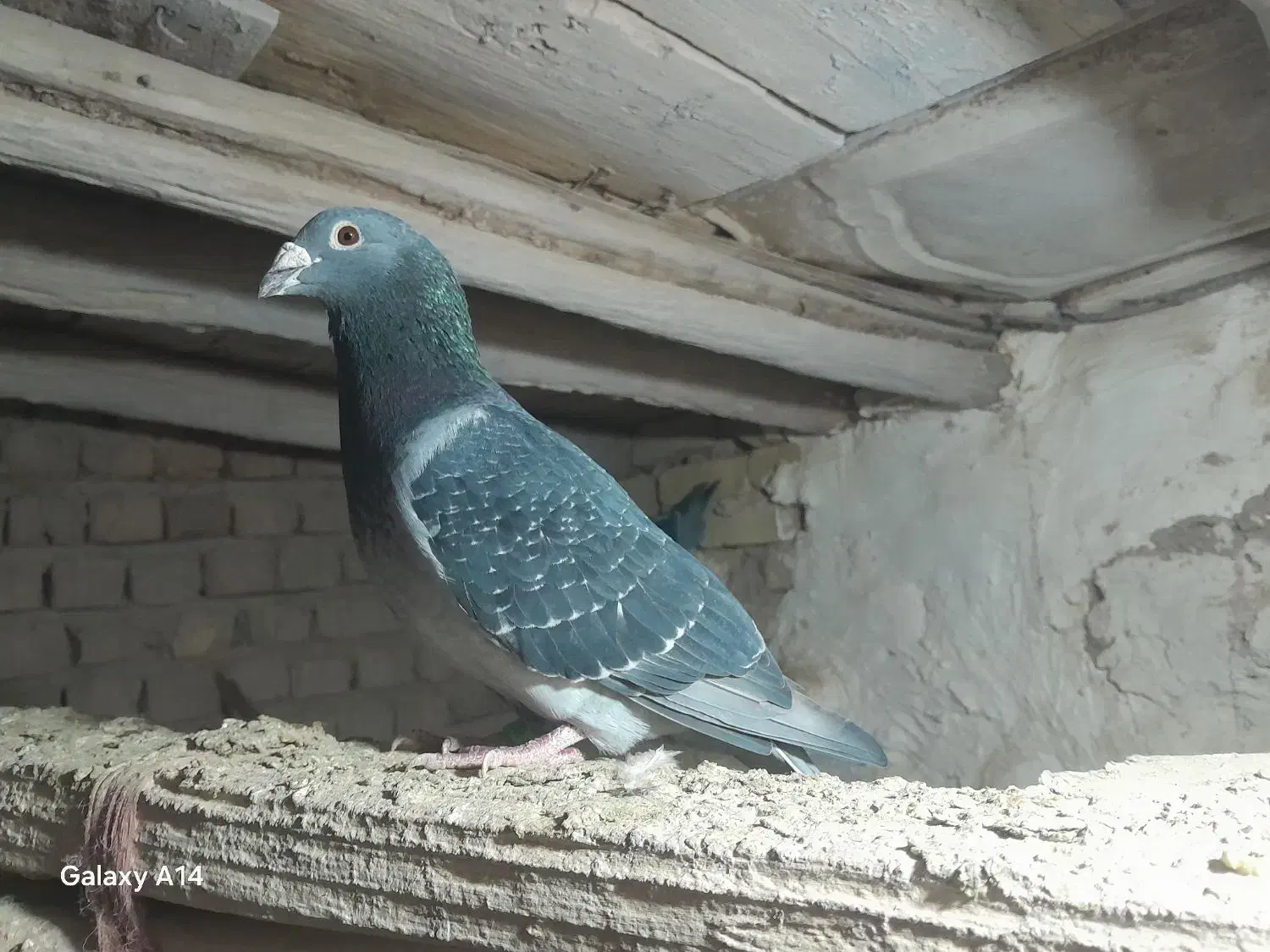 پلاکی|پرنده|بشاریات, |دیوار