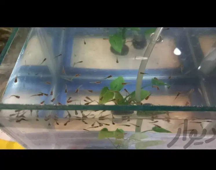 بچه گوپی|ماهی|کرمانشاه, |دیوار