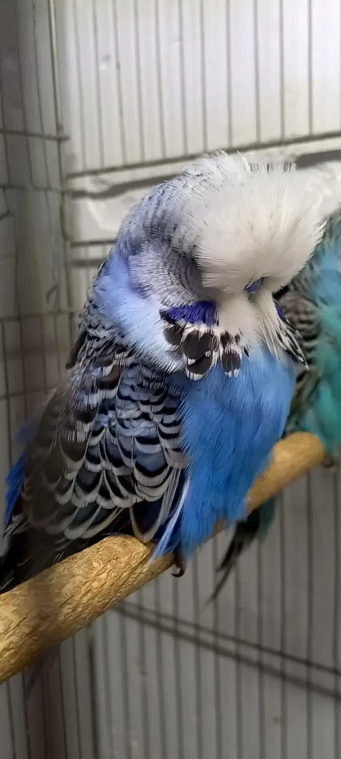 مرغ عشق انگلیسی گرید A|پرنده|بابل, |دیوار