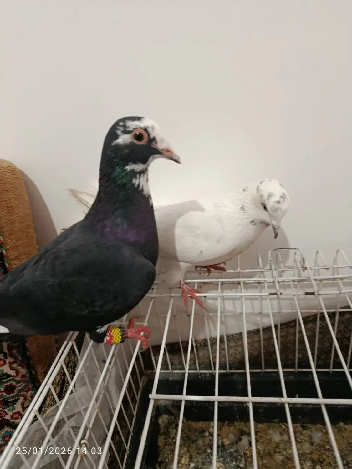 دو کبوتر ماده|پرنده|کرمان, |دیوار