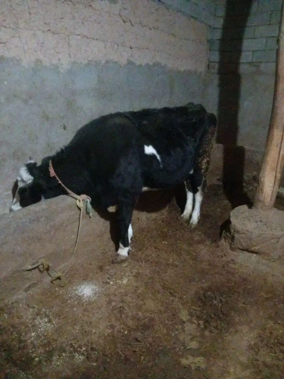 گاو آبستن|حیوانات مزرعه|قیدار, |دیوار