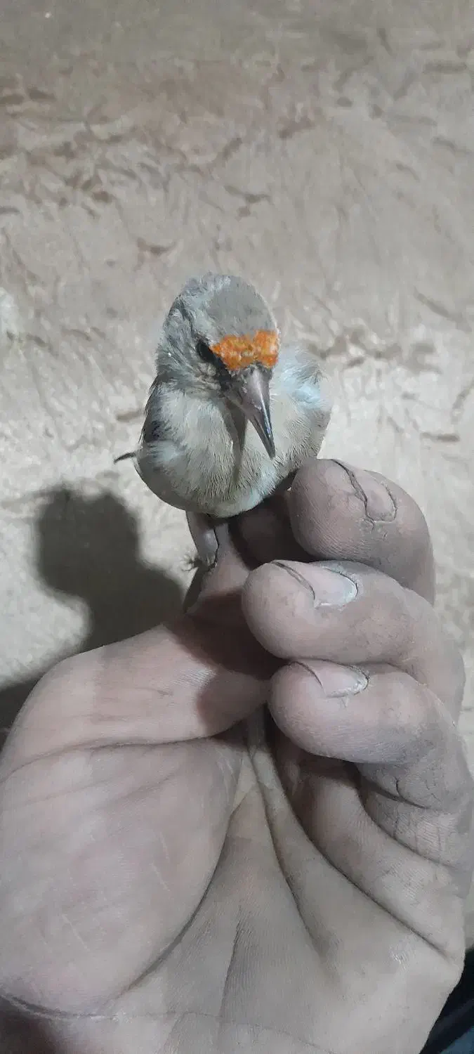 سهره جوجه نر|پرنده|شیروان (خراسان), |دیوار
