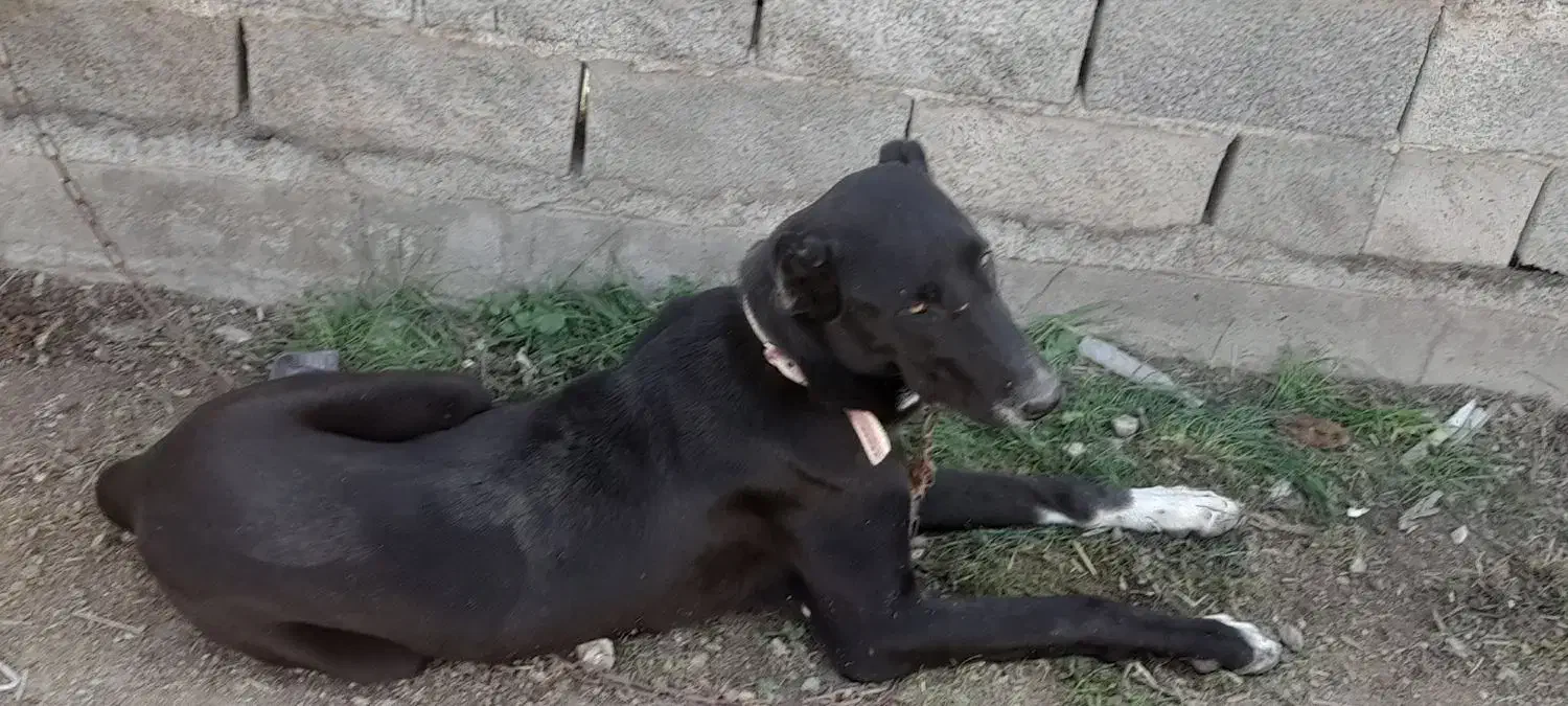 یک سگ|سگ|سیمین شهر, |دیوار